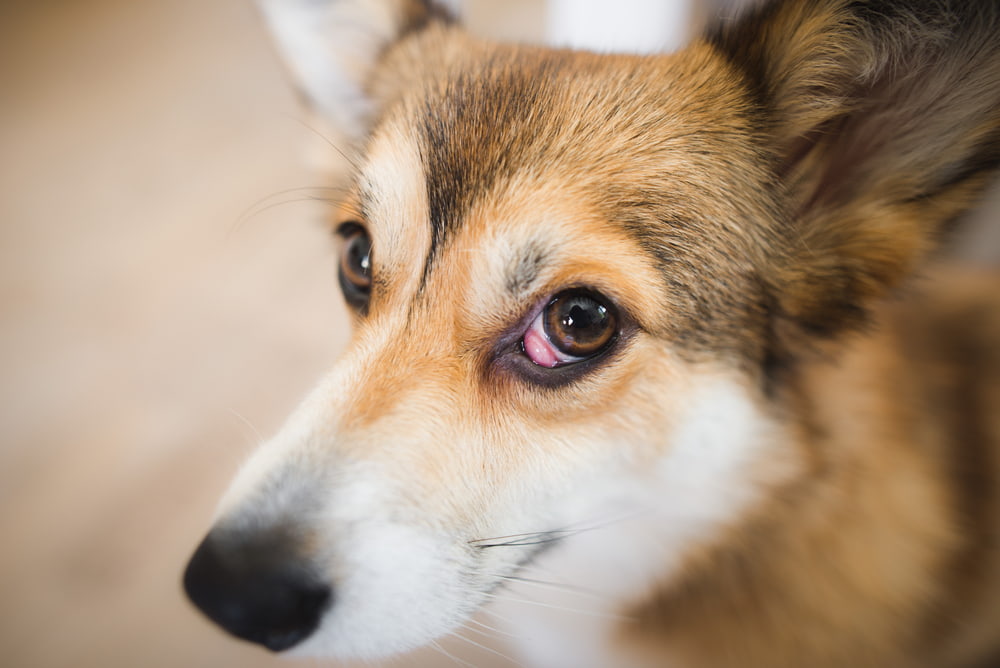 A dog with cherry eye 