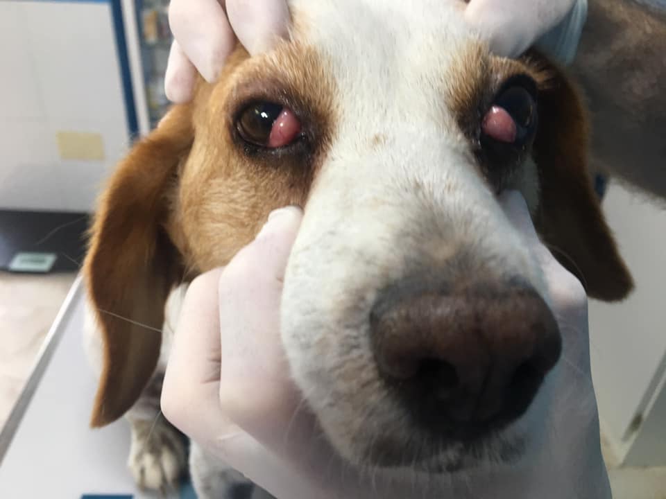 A dog being diagnosed with cherry eye
