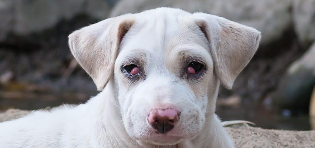 A puppy showing signs of cherry eye