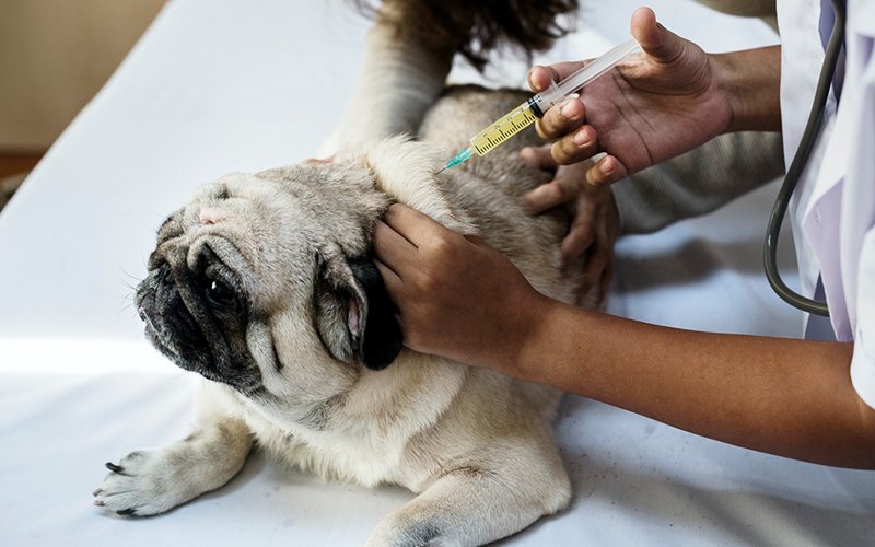 A dog receiving treatment for diabetes