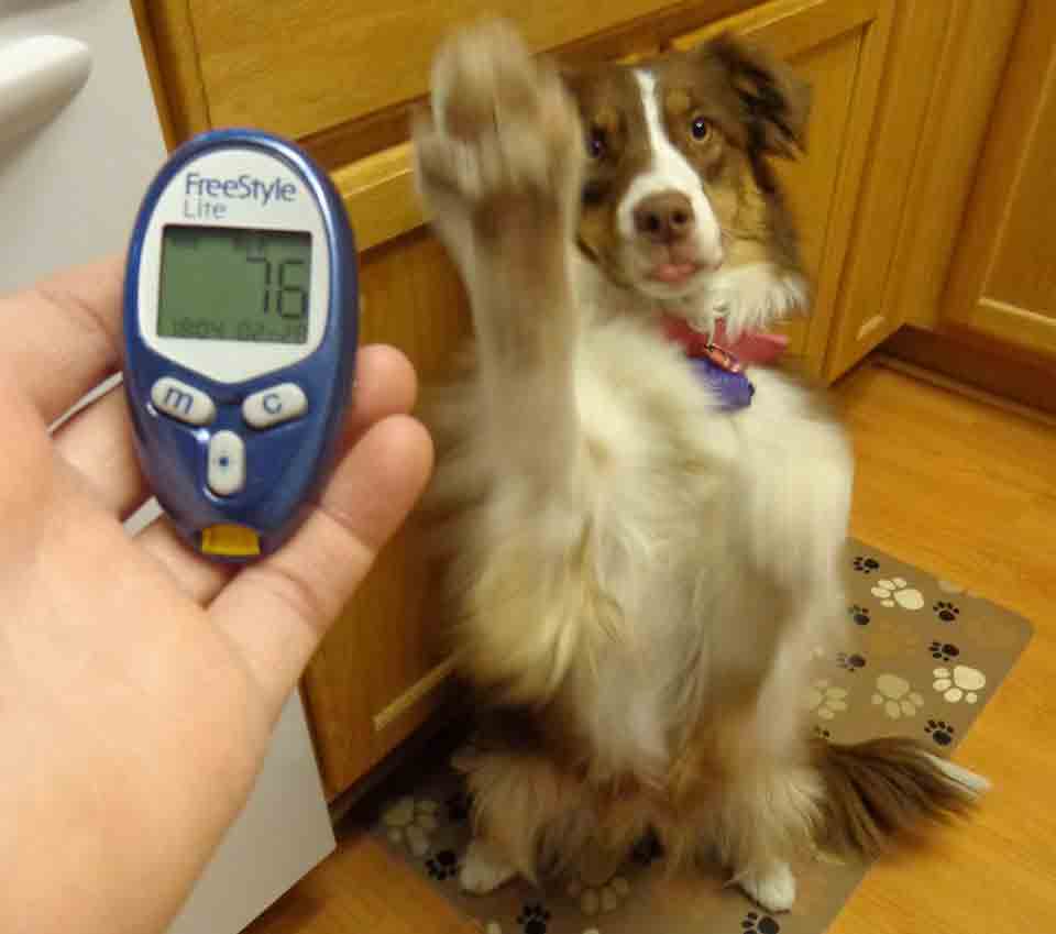Dog with diabetes symptoms 
