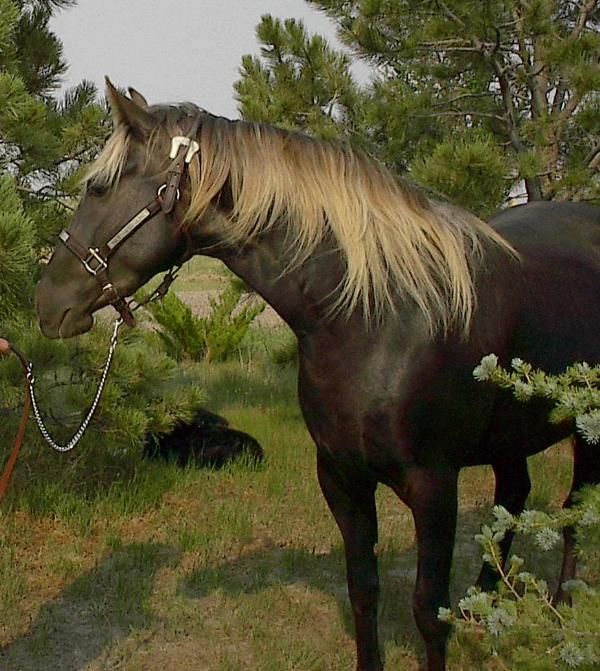 Andravida horse breed