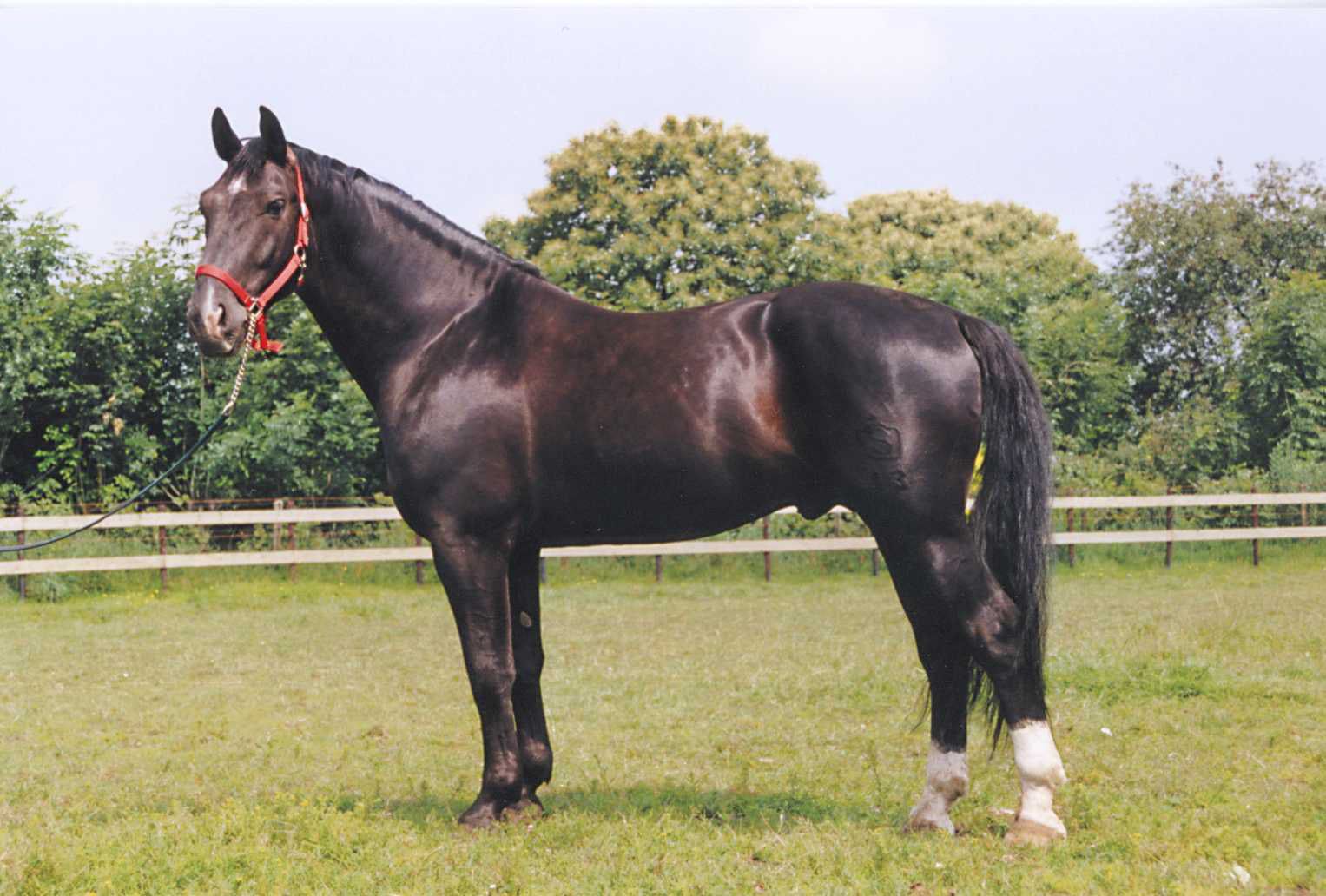 Andravida horse breed