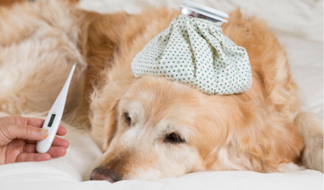 A dog undergoing treatment for canine influenza