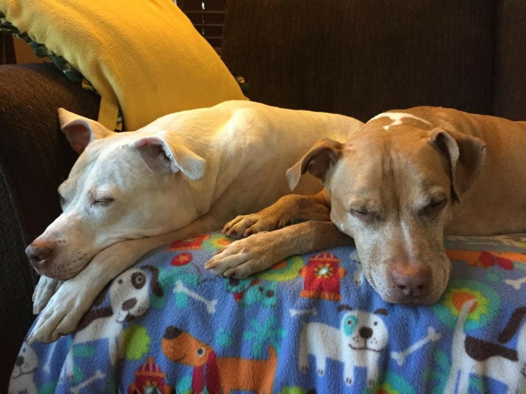 Dogs with viral canine influenza lying on a couch