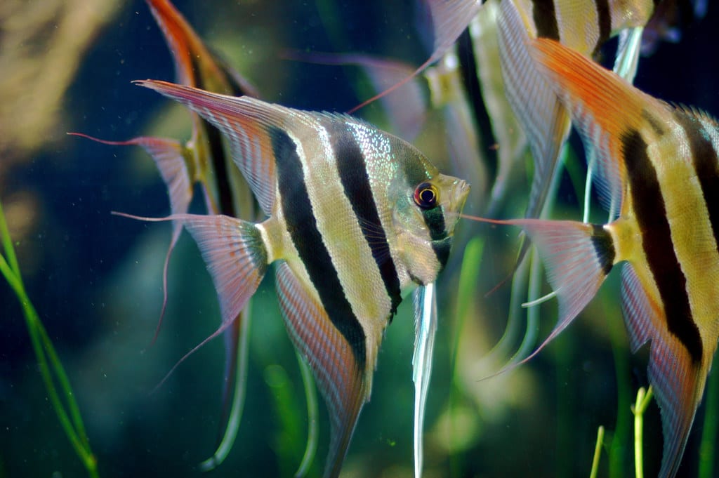 Angelfish species during reproduction