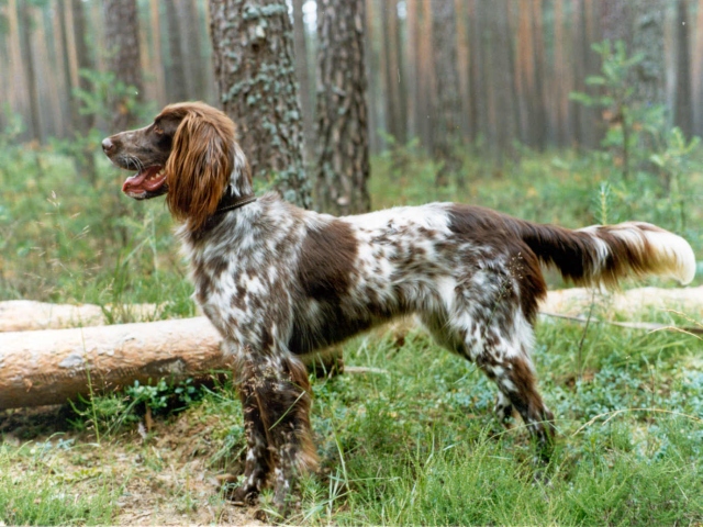 German longhair pointed with good physical appearance