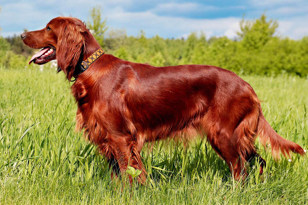 Irish setter with good physical appearance