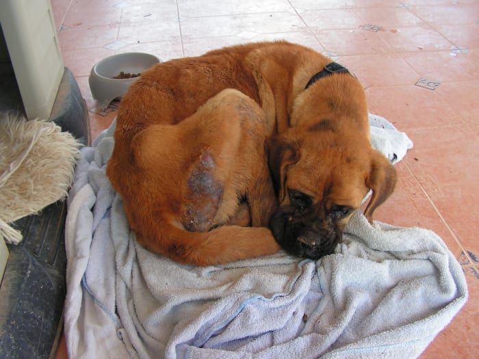 Dog receiving treatment from diarrhea