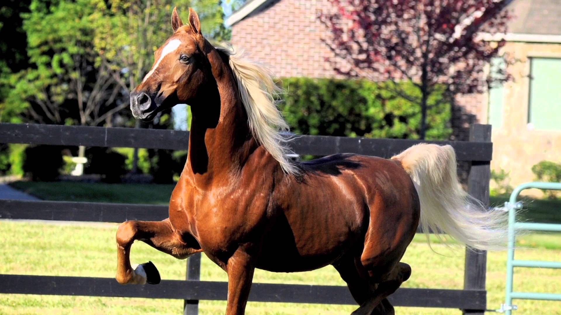 American saddlebred horse breed