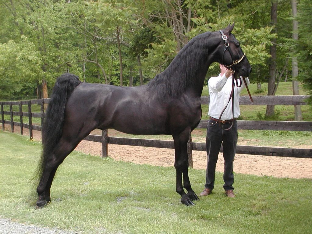American saddlebred with good structure