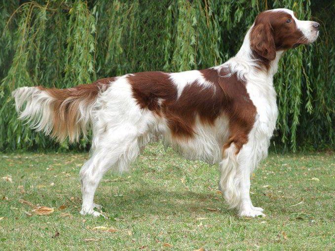 red and white setter with good physical appearance
