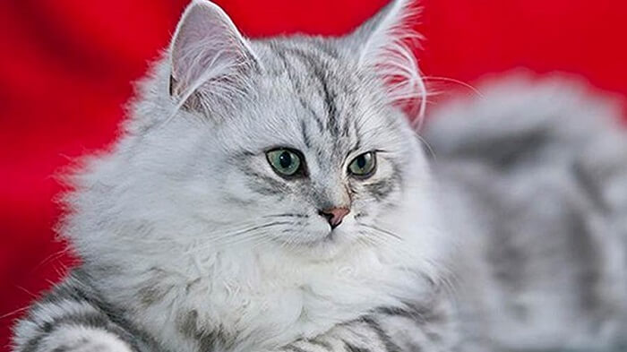 Asian semi -longhair cat waiting to be care for