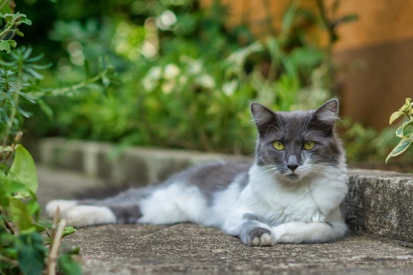 Asian semi-longhair cat with good physical appearance