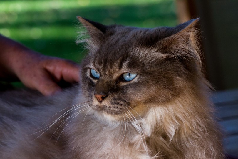 Asian semi-longhair cat breed