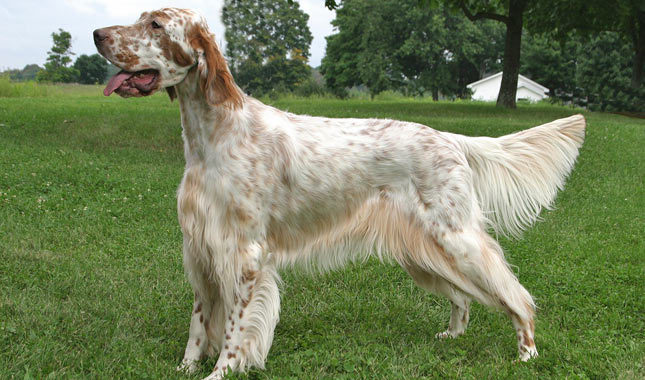 English setter with good physical appearance