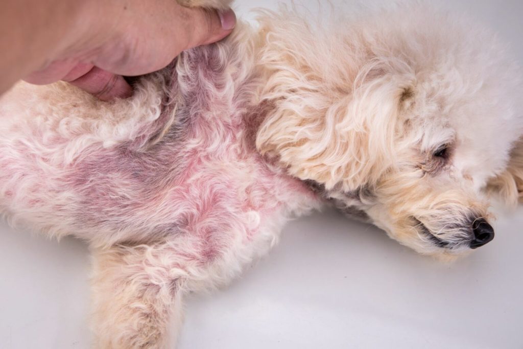 causes of skin infection in dog