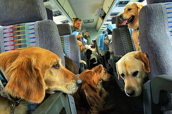 Travel vaccine for dog trip