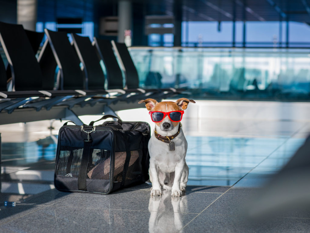 Travel vaccinations for traveling Dogs