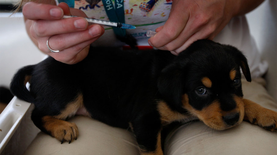 A puppy receiving schedule vaccination