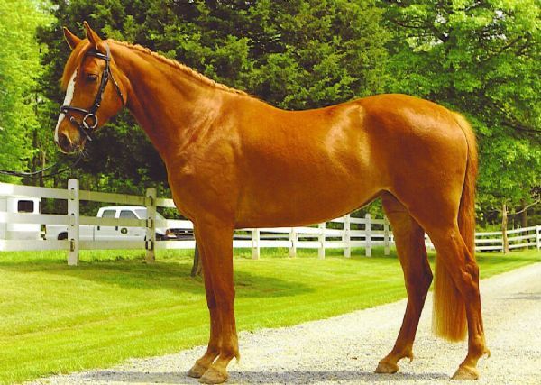 American warmblood with good structure
