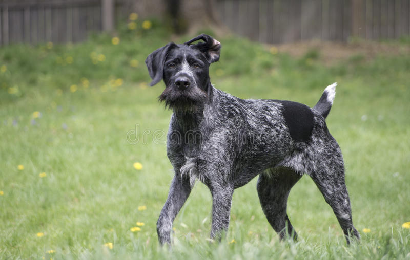 German wirehair display good physical appearance