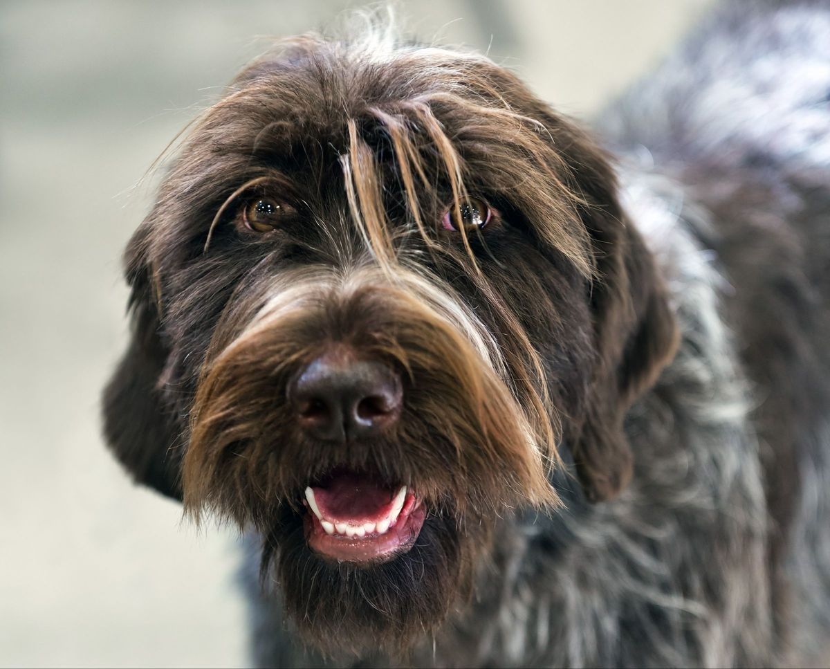 German wirehair pointer dog breed
