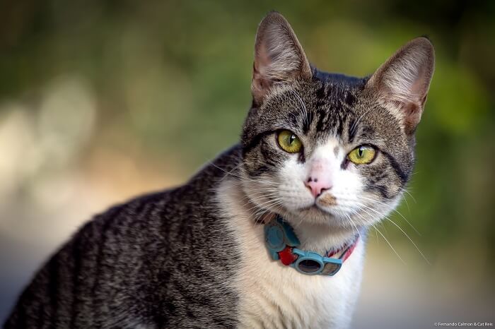 American wirehair ready for training and caring