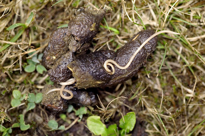 worms in the dog faeces