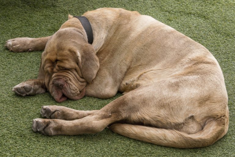 Colitis in dogs makes the dog to lie down
