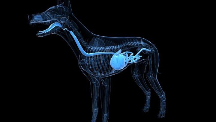 Different types of colitis can affect dogs