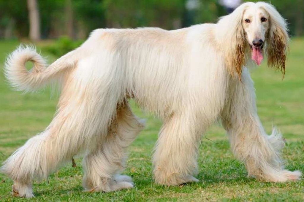 Afghan hound with good physical appearance