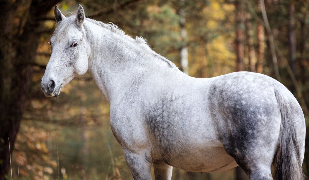 The anglo-arabian horse breed