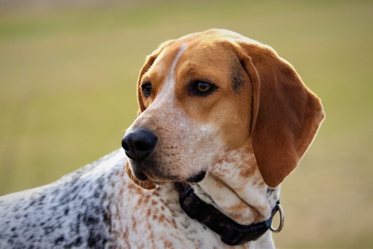 American English Coonhound dog breed