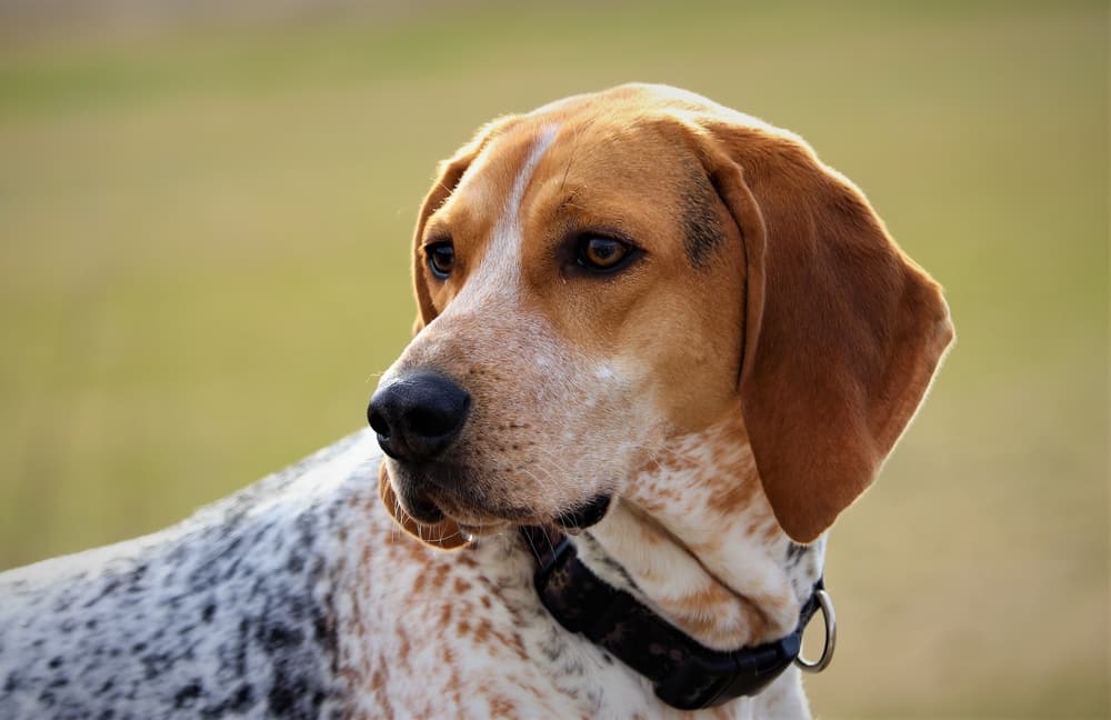 American English Coonhound dog breed