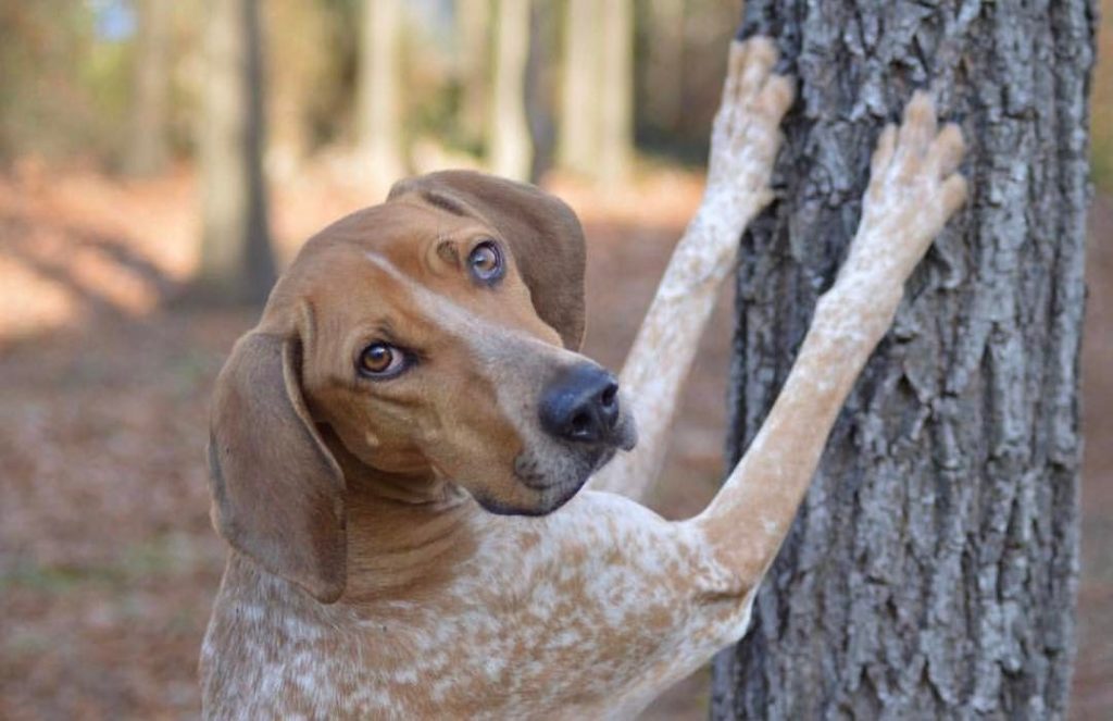 American English coonhound climbing a tree