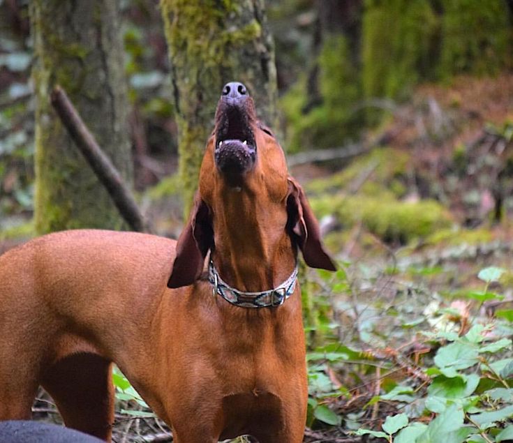 American english coonhound with good physical appearance