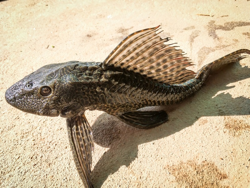 the armored catfish lying on the ground