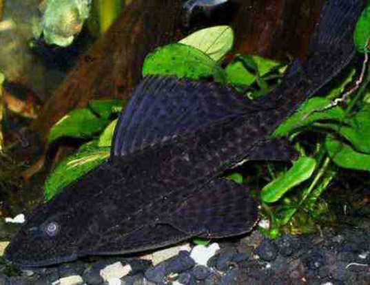 The biology of armored catfish