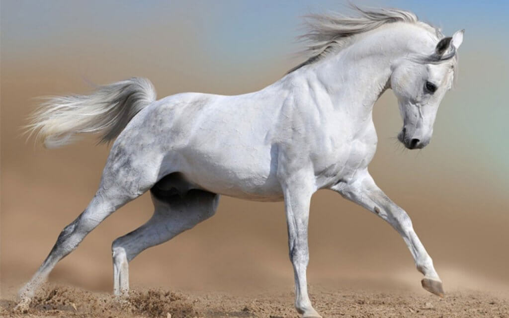 The body structure of Arabian horse
