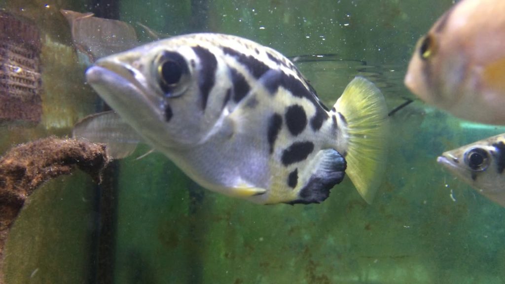 Archerfish looking for its diets