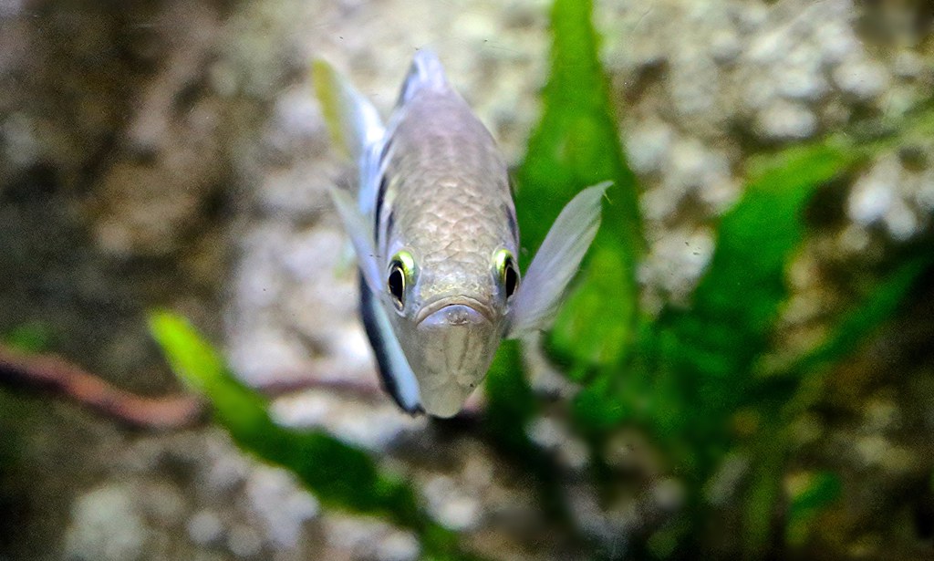 Archerfish species