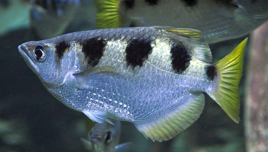 Archerfish with good body structure