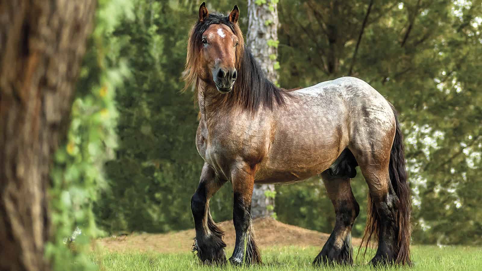 Ardennes horse breed