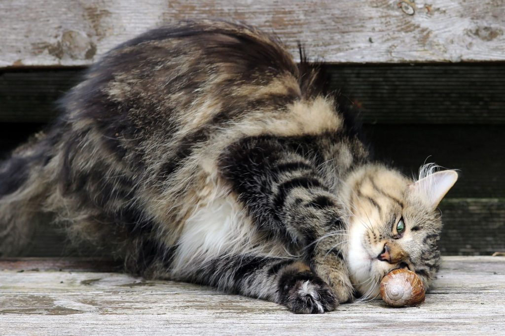 obese causes of arthritis in cat