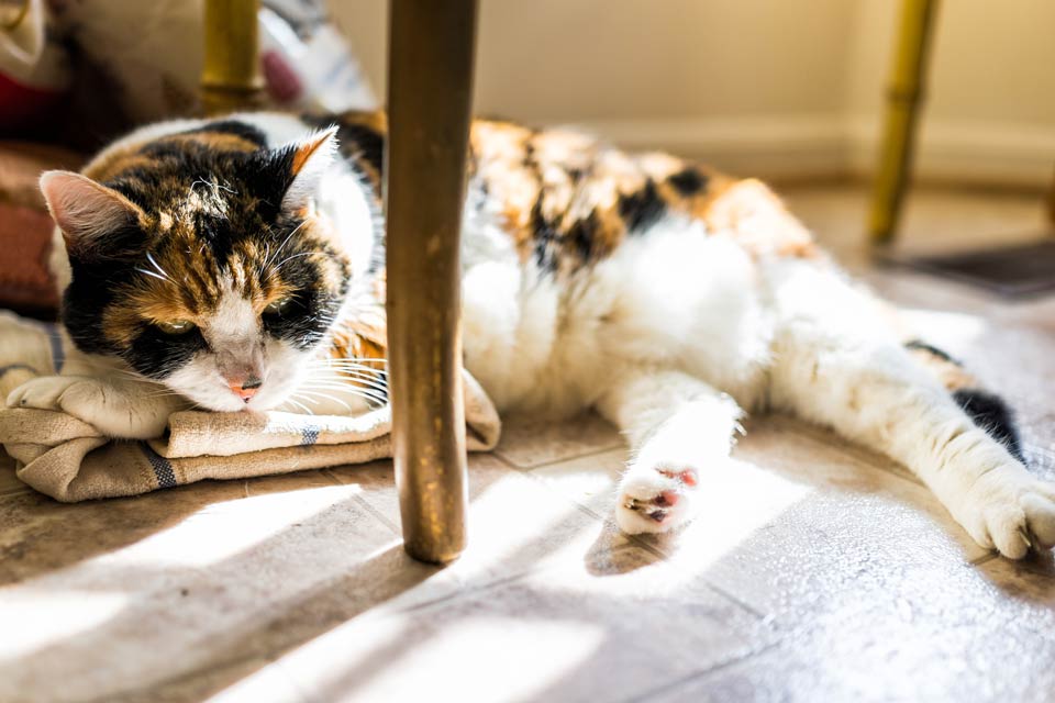 Arthritis in cats affect its legs