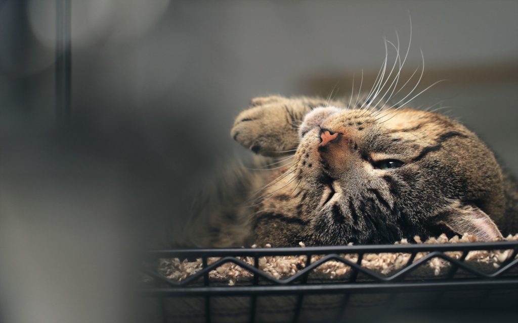 A cat undergoing treatment for arthritis
