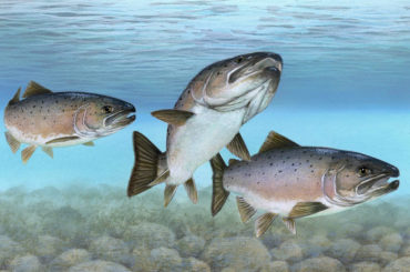 Atlantic salmon fish breed