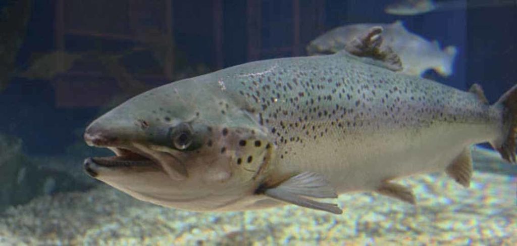 Atlantic salmon with good body structure