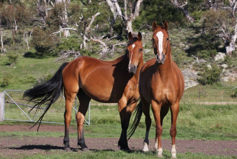 Australian stock horse breed